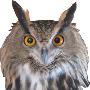 Meet your Posher, Anto